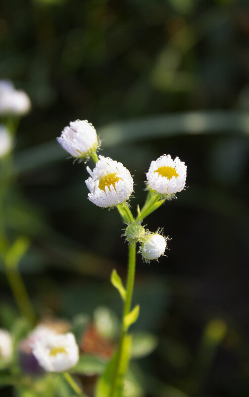 *** - Александр. AVG100 ---