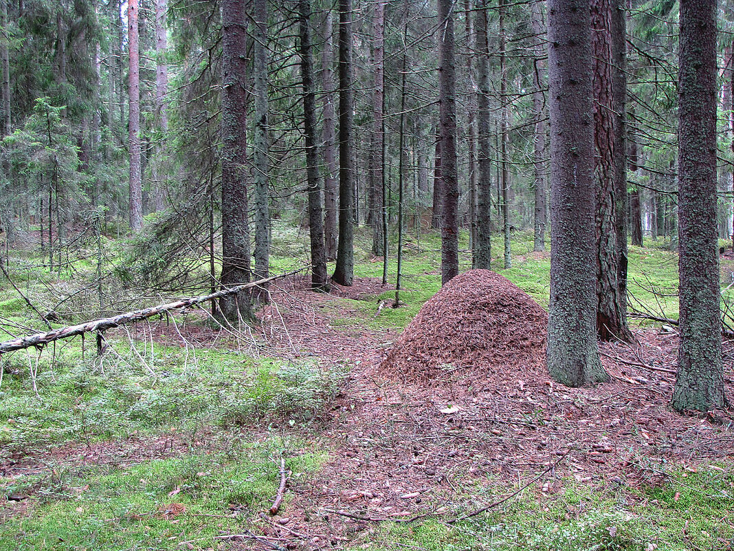 В еловом лесу - Александр Ильчевский 
