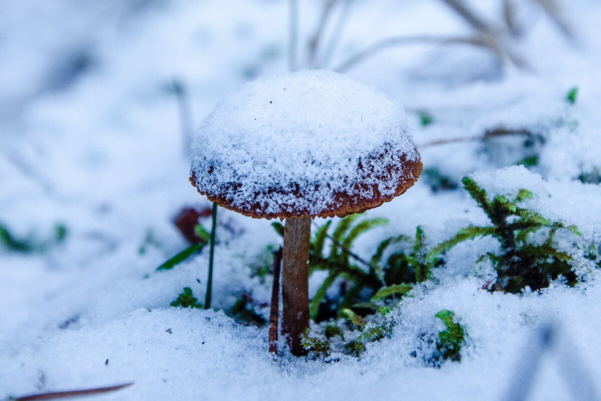 Зимний гриб - Галина Ложечникова