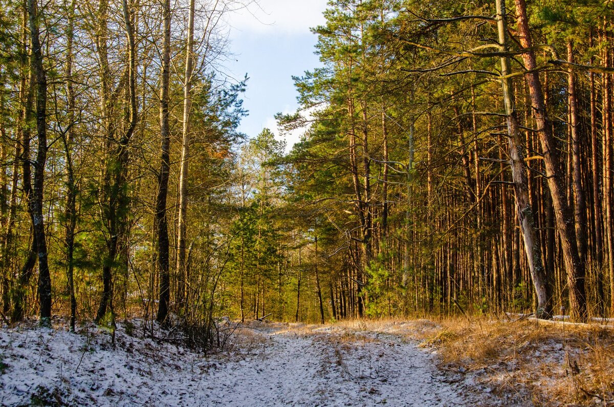 ___ - Галина Ложечникова