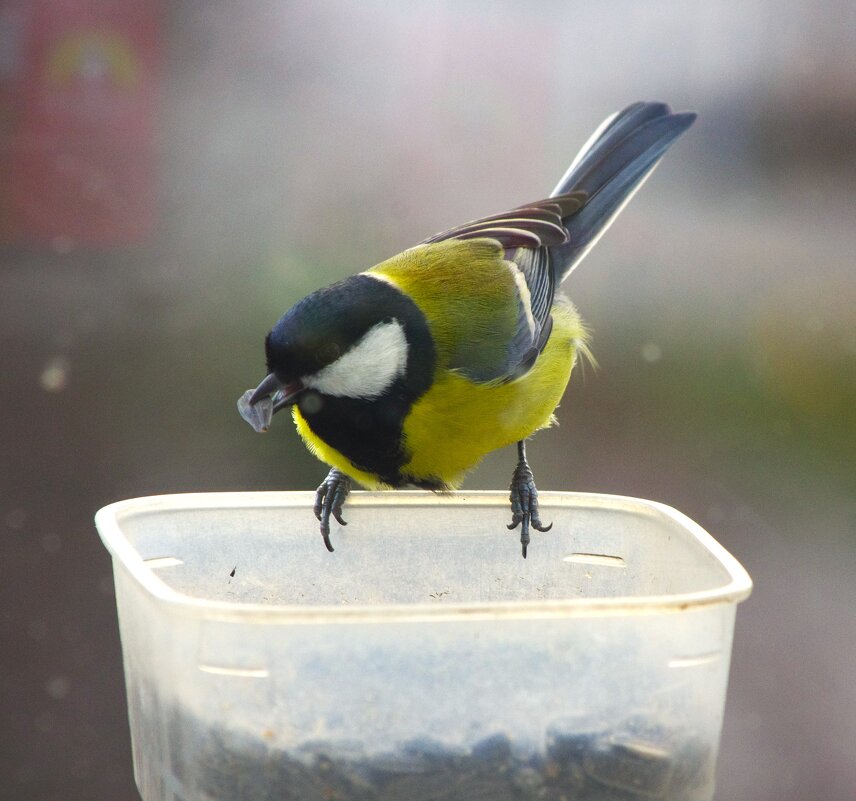 Большая синица - обычная гостья :) - Юрий Куликов