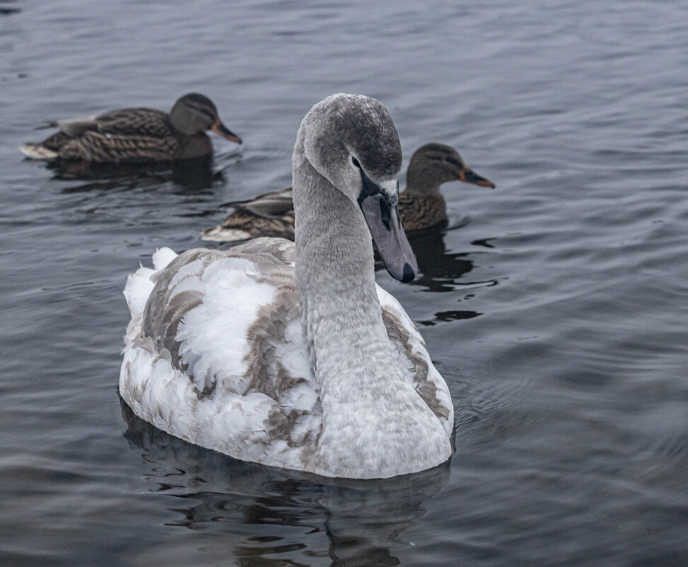 Лебедь на пруду - Екатерина Счасная