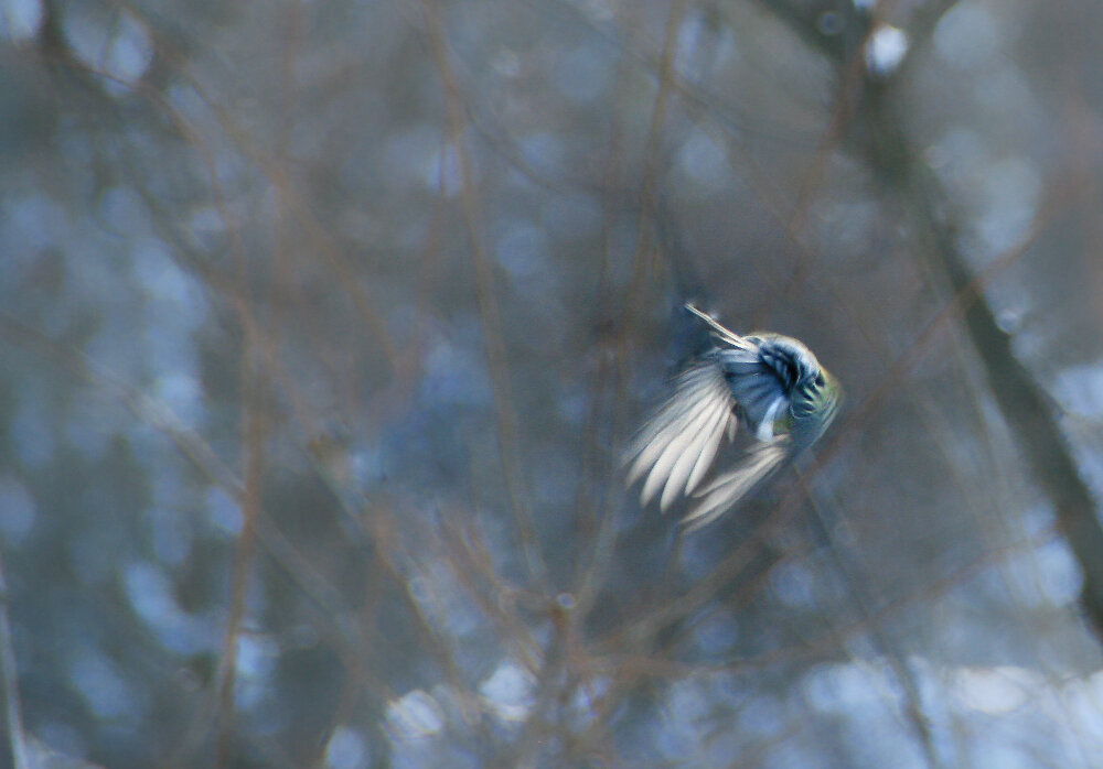 Синичка от меня улетает - Галина Ильясова