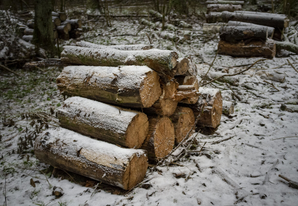 На санитарной вырубке. - Николай Галкин 