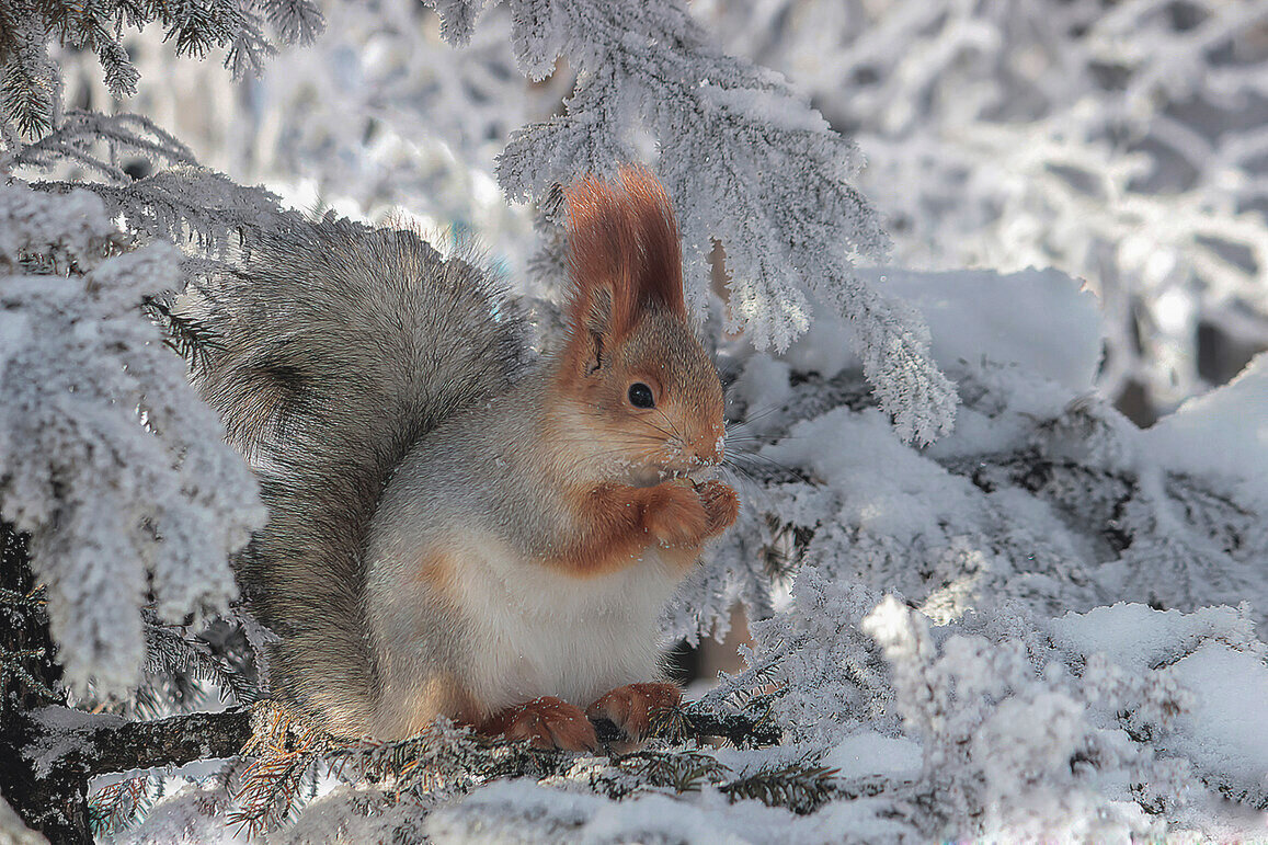 Снегурка - елена беликова