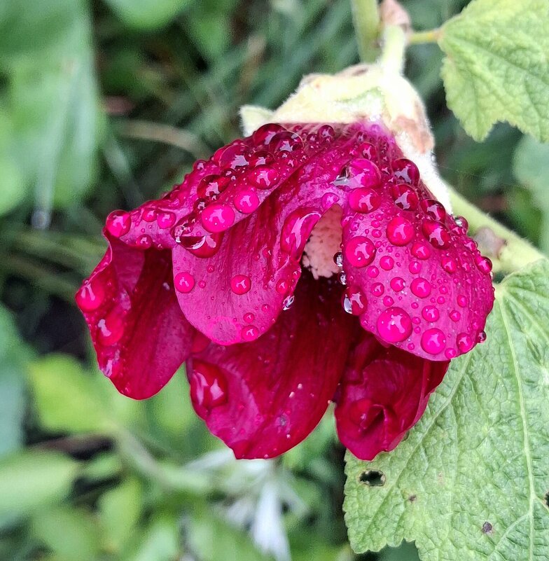 Мальва после дождя. - оля san-alondra