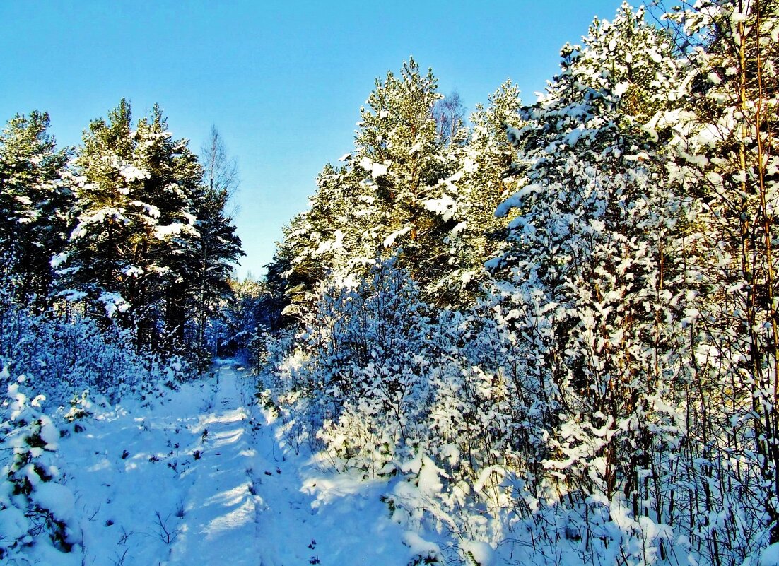 Заснеженный лес на туристической тропе - Aida10 