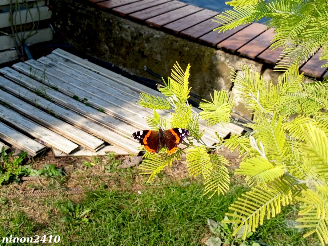 Адлер... ноябрь... - Нина Бутко