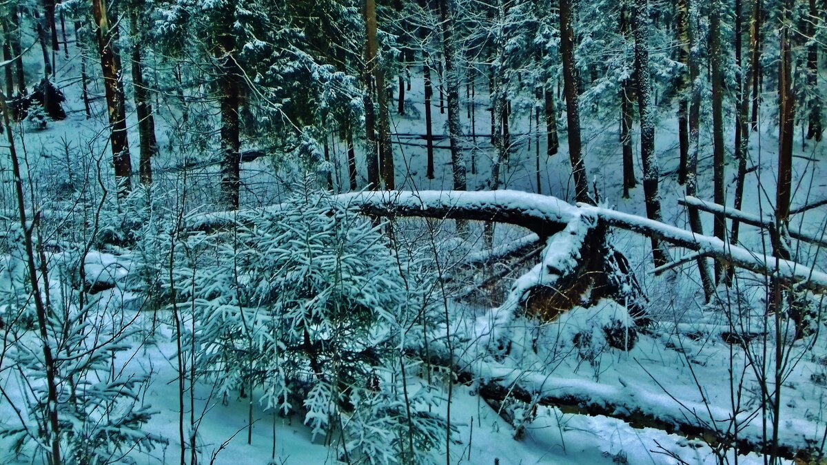 природа - Владимир 