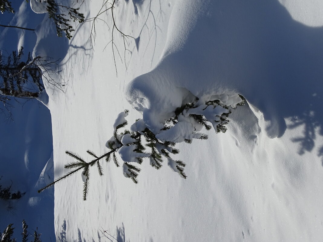 К Новому году - Павел Трунцев