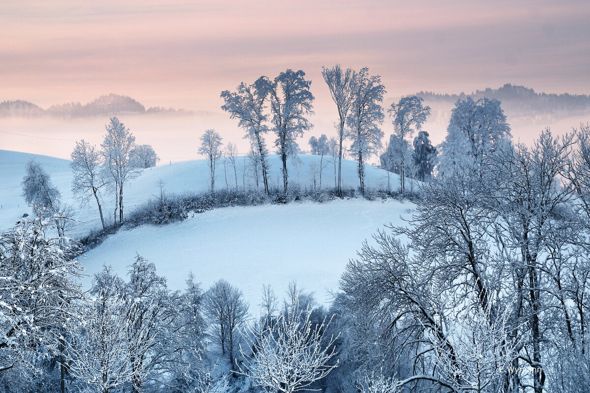 winter morning - Elena Wymann