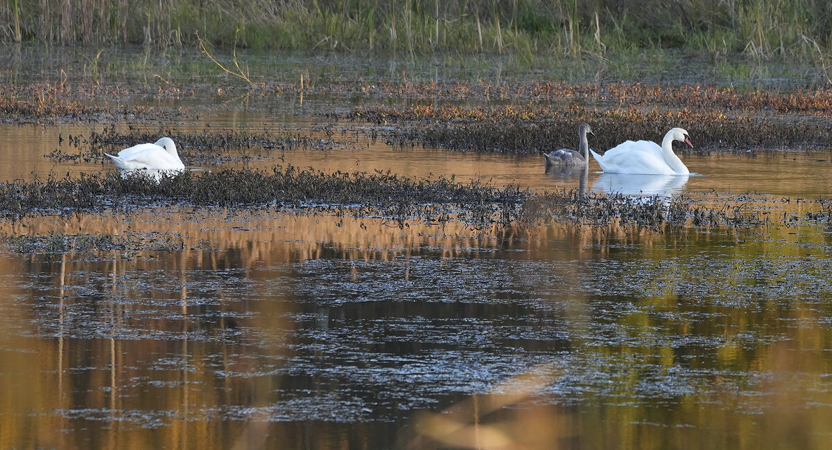 Каждый лебедь свое болото хвалит - Александр Русинов