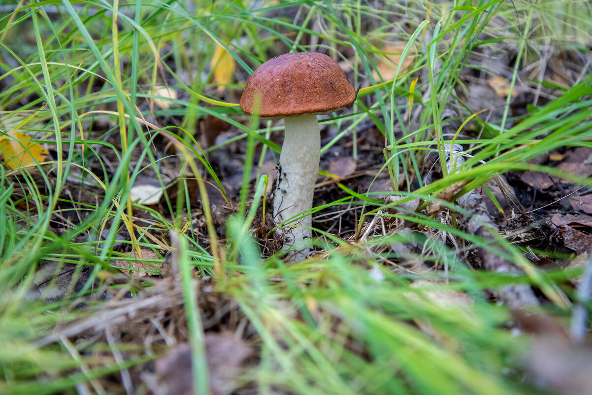 Перед тем как положить в корзинку. - Андрей Дурапов