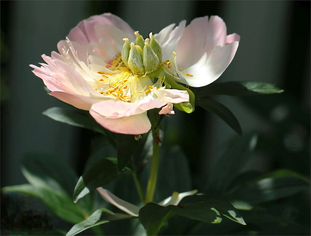 Отцвел - ZNatasha -