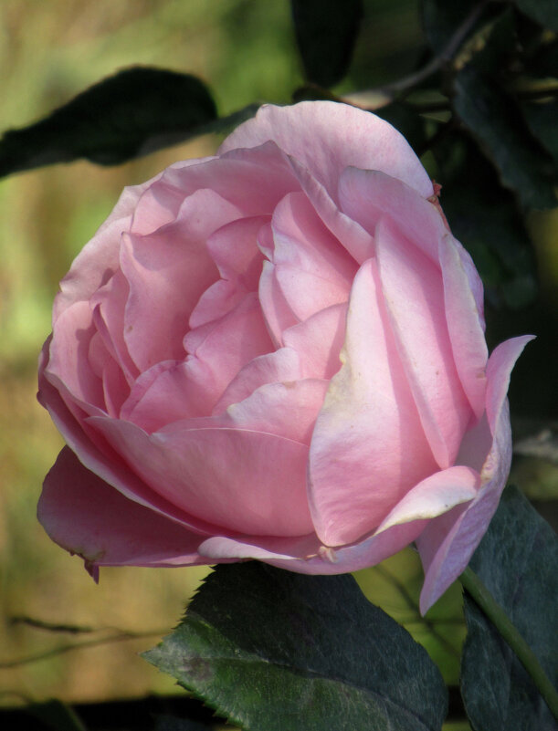 Розы... розы... - viach 