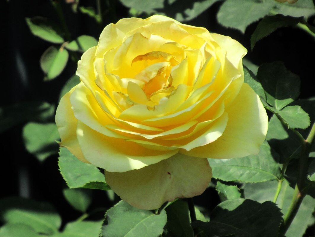 Розы... розы... - viach 