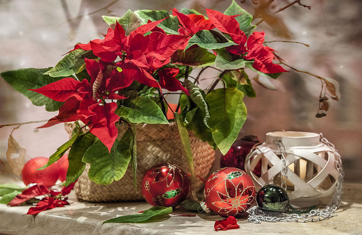 Пуансеттия - цветок  декабря.. - Bosanat 