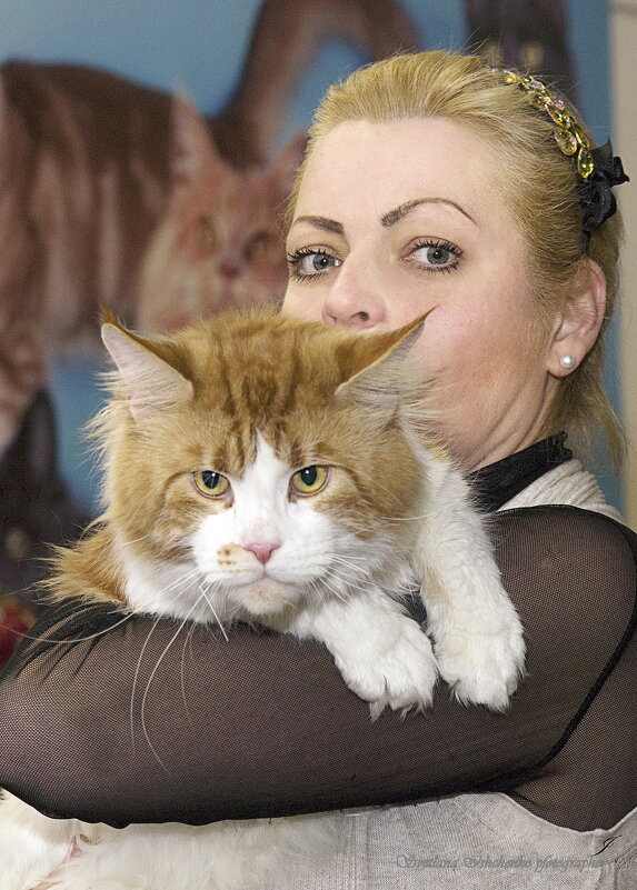 Мейн - кун биколор - Светлана Ищенко