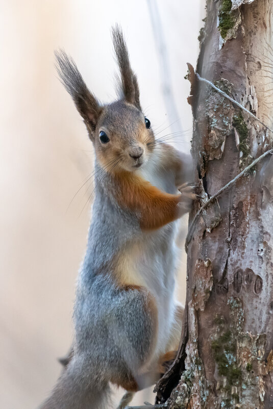 Белочка - Владимир Лазарев