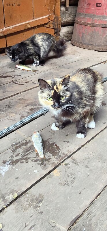 Каждому по рыбке - Марина 