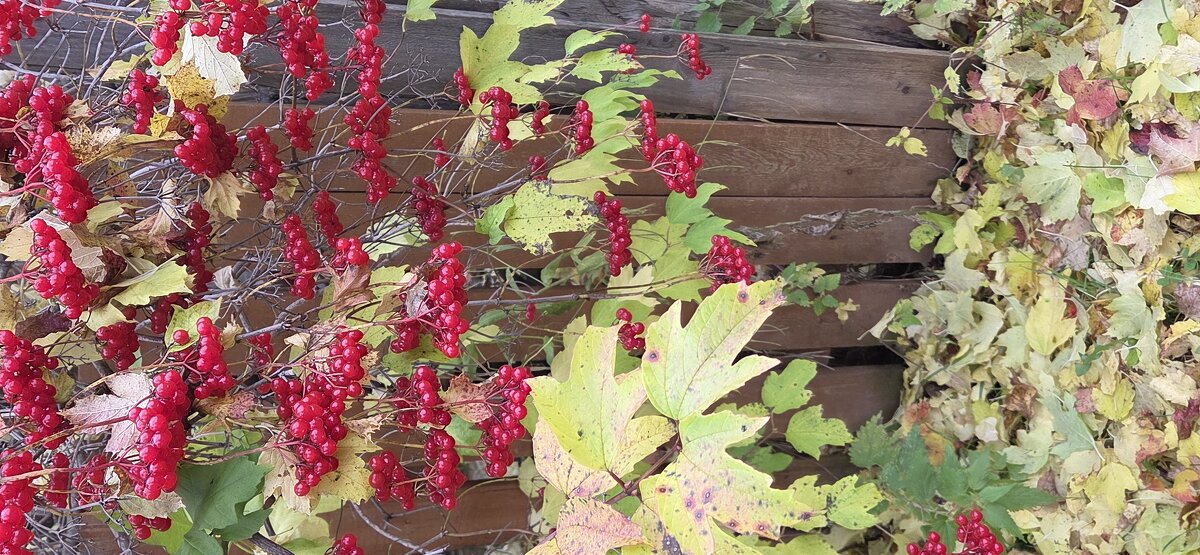 Калина - Марина 