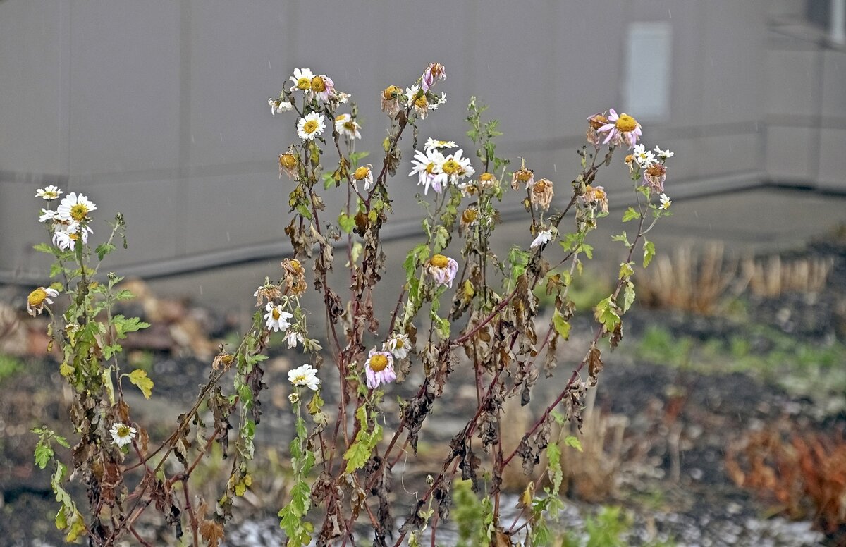 Ромашки к Новому году - Валерий Иванович