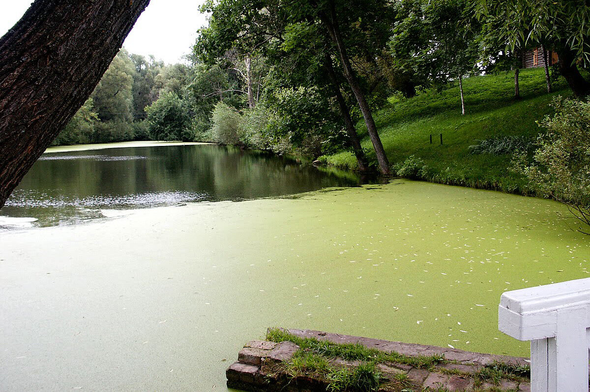 Пруд в усадьбе Тарханы. Пензенская область - MILAV V