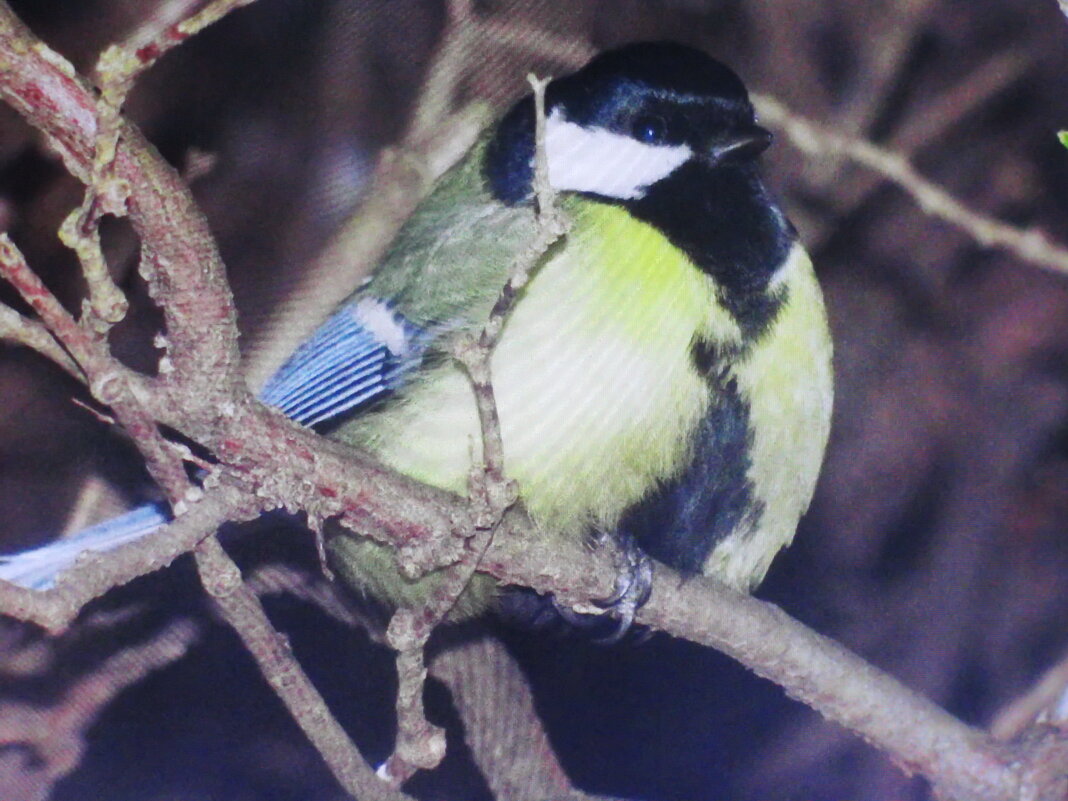 Объелась - Людмила Смородинская