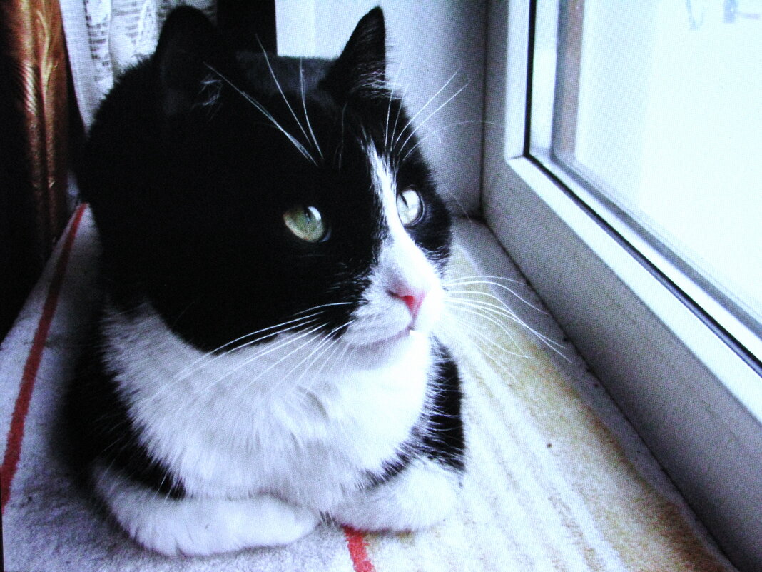 На окошке лучше - Людмила Смородинская