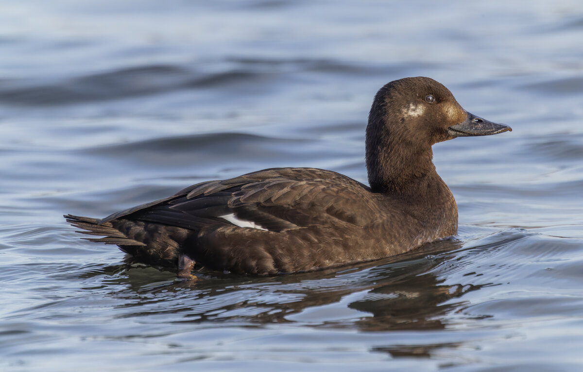 турпан. - юрий макаров