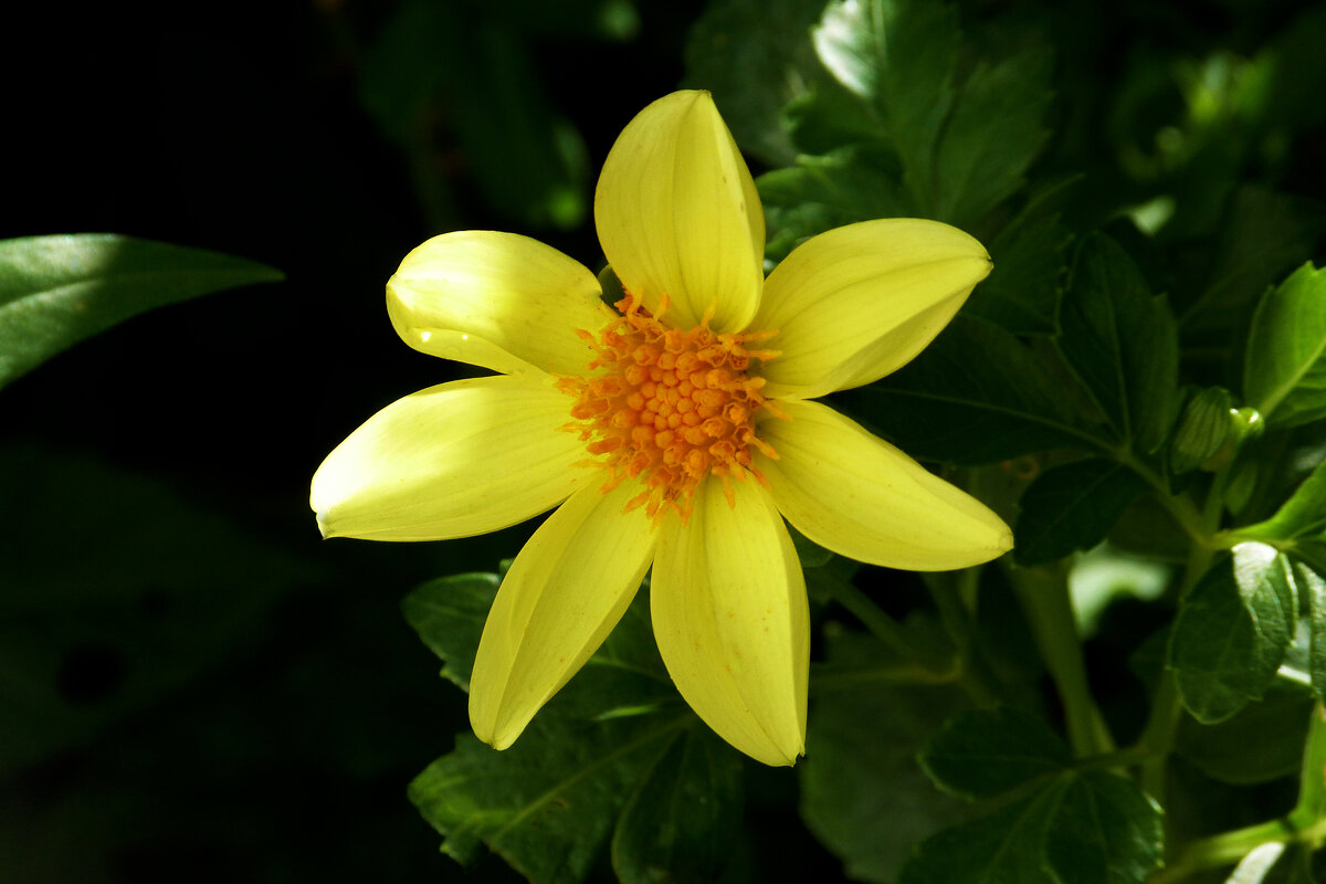 Жёлтая   Георгина - Валентин Семчишин