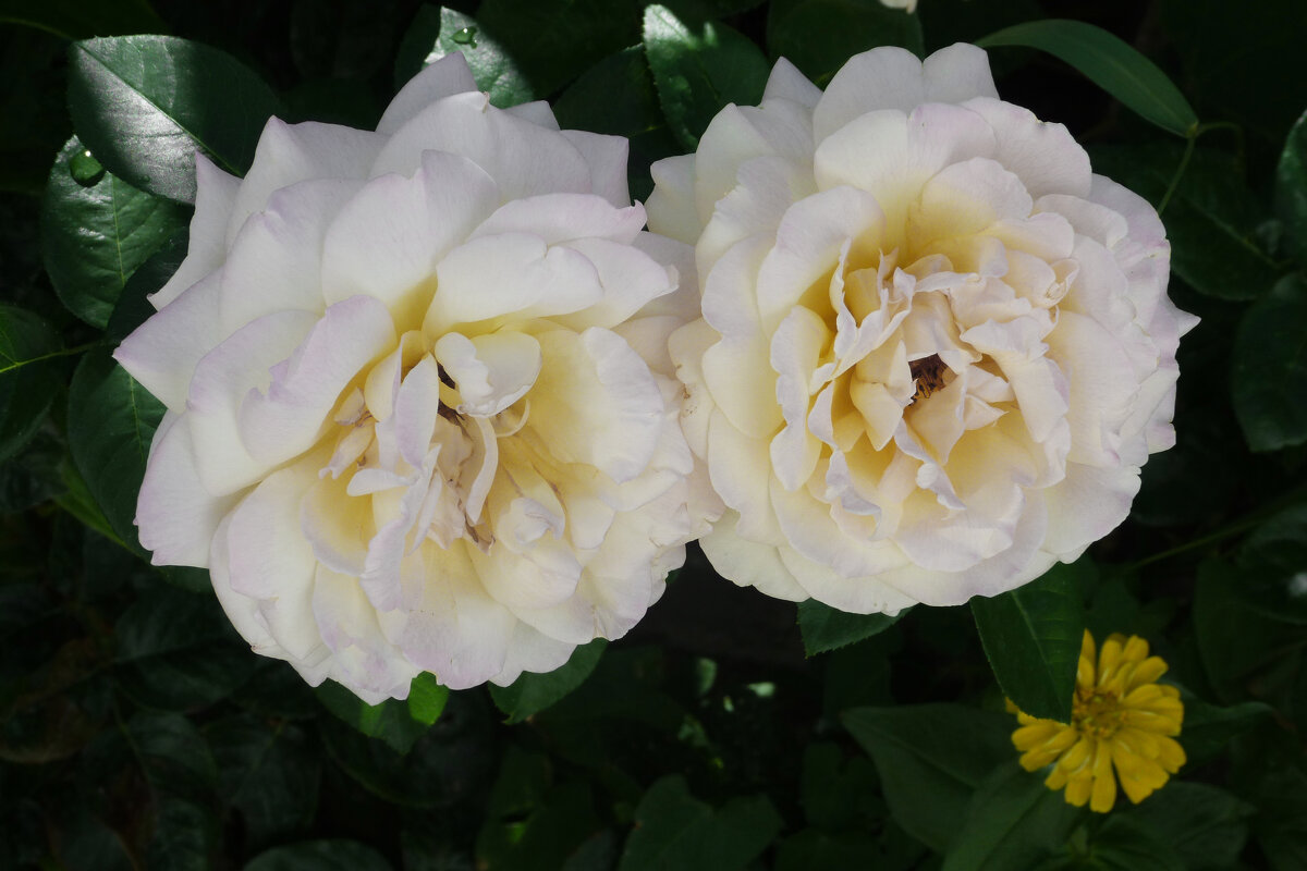 Белые  розы - Валентин Семчишин