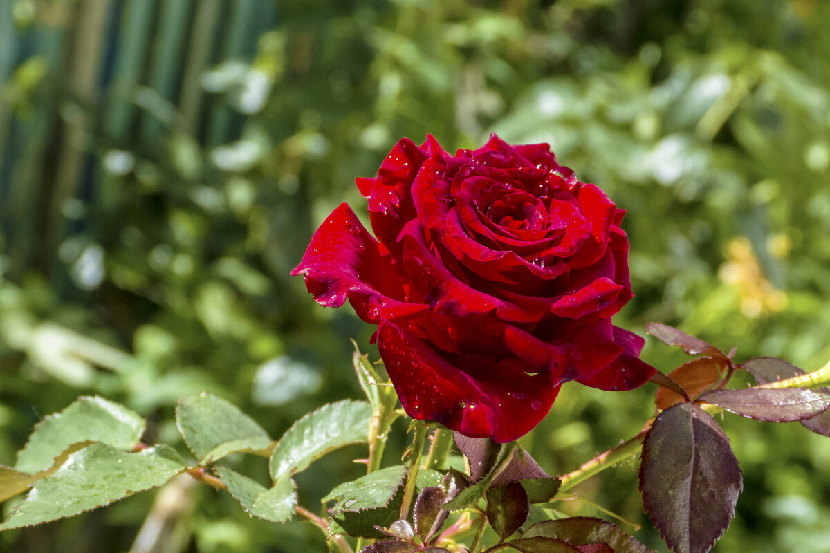 Алая  роза и капли  росы - Валентин Семчишин