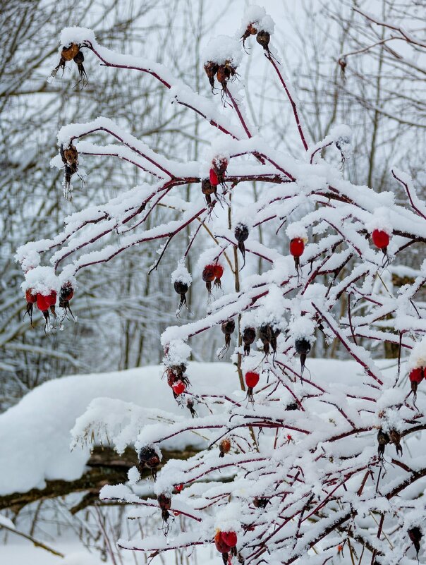 Уютная,снежная прогулка - Анастасия Логинова