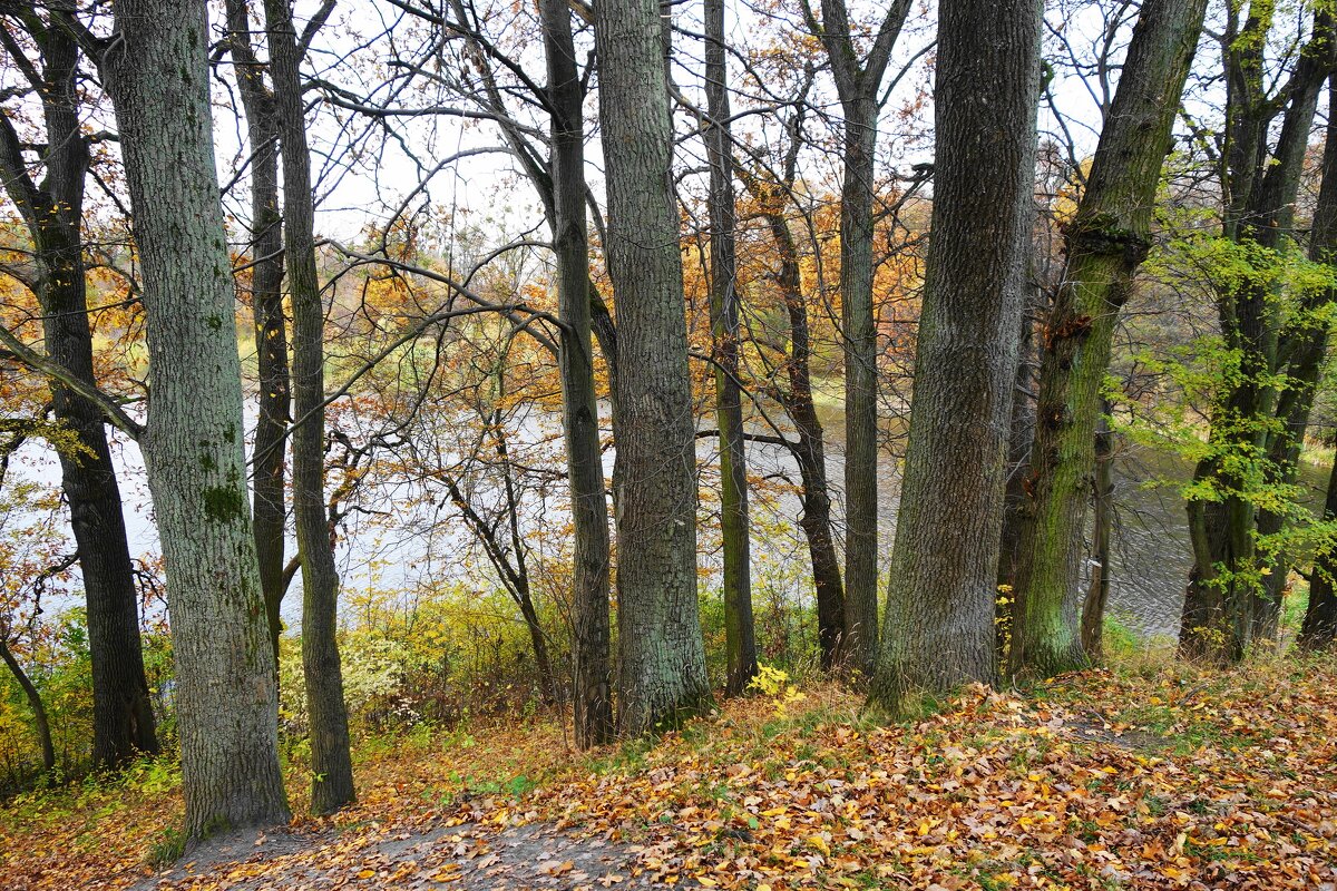 Ашманн парк, Калининград - Рита Симонова