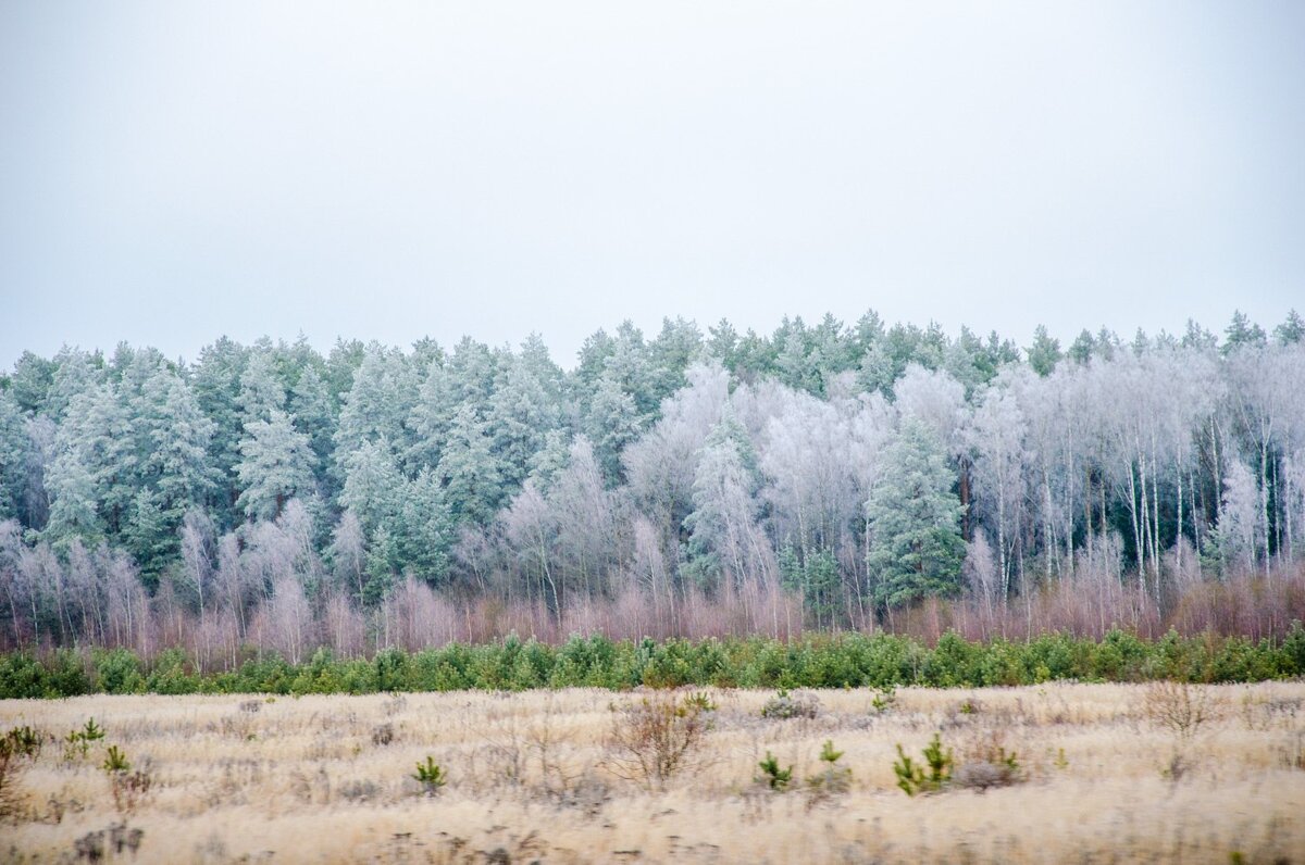 ______ - Галина Ложечникова