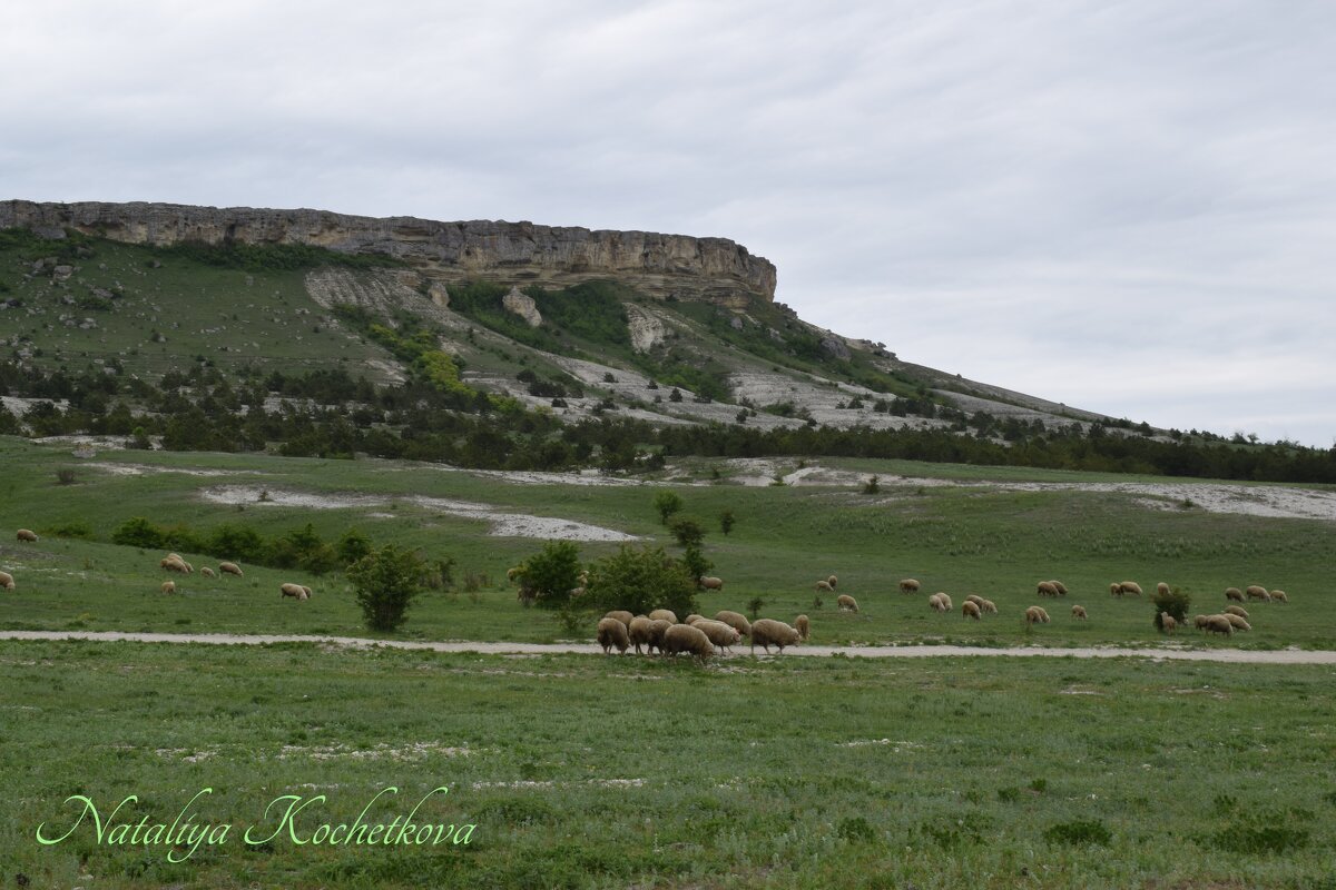 Природа Крыма - Amazing Cosmea