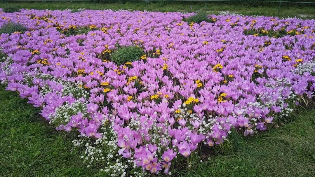 безвременник осенний - Елена Шаламова