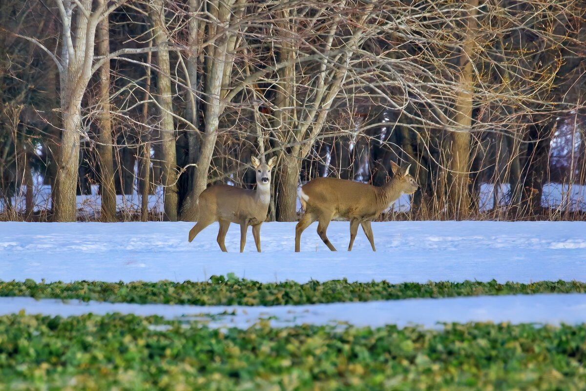 Косули - Marina Pavlova