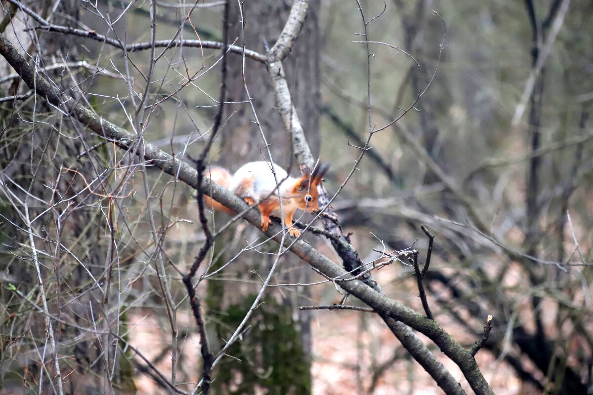 В парке - Андрей Л. В.