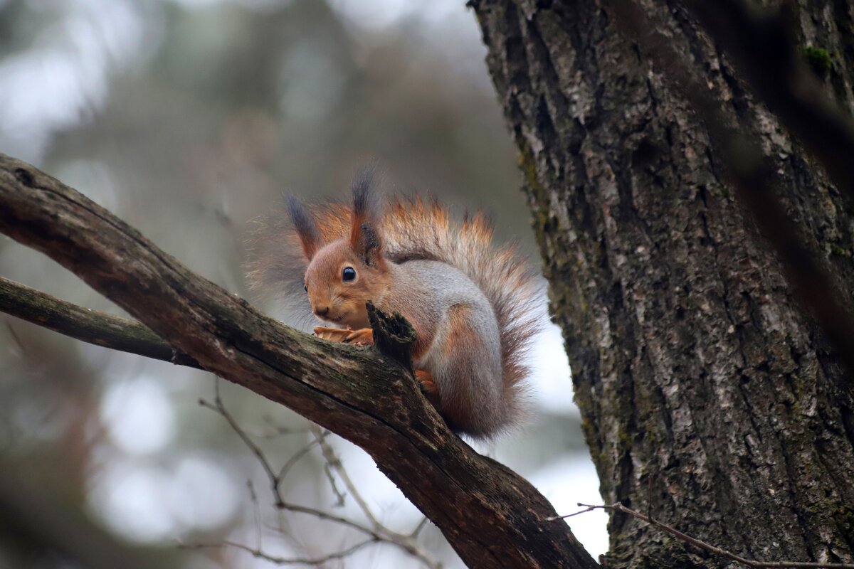 В парке - Андрей Л. В.