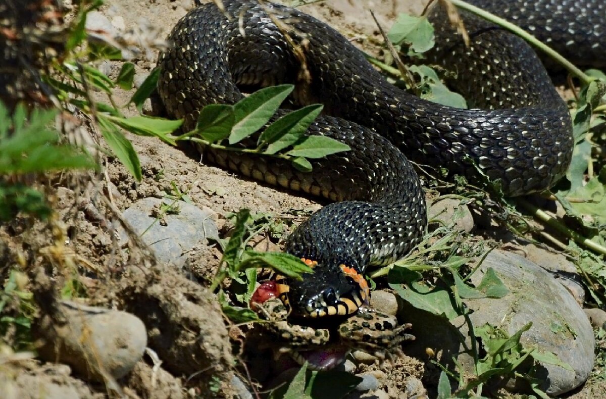 "СЫТНЫЙ ОБЕД..."   НЕ ПОВЕЗЛО КВАКУШКЕ...... - Надежда Куркина 