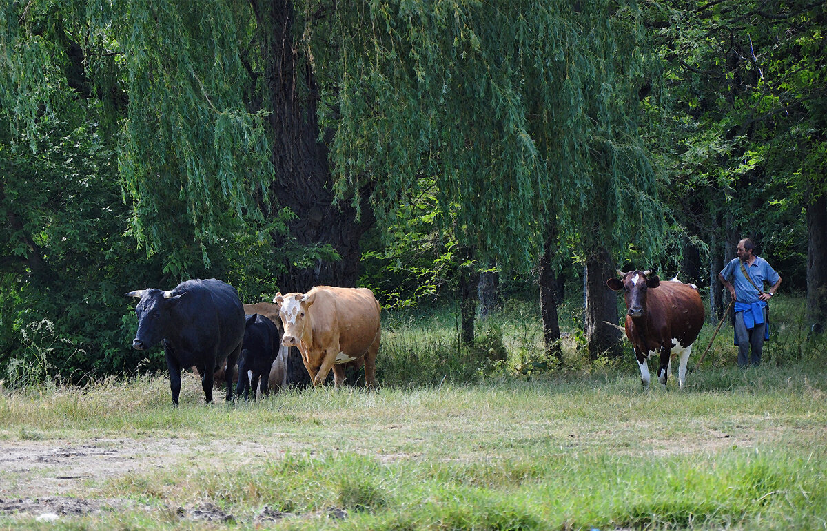 На пастбище... - Надежда Куркина 