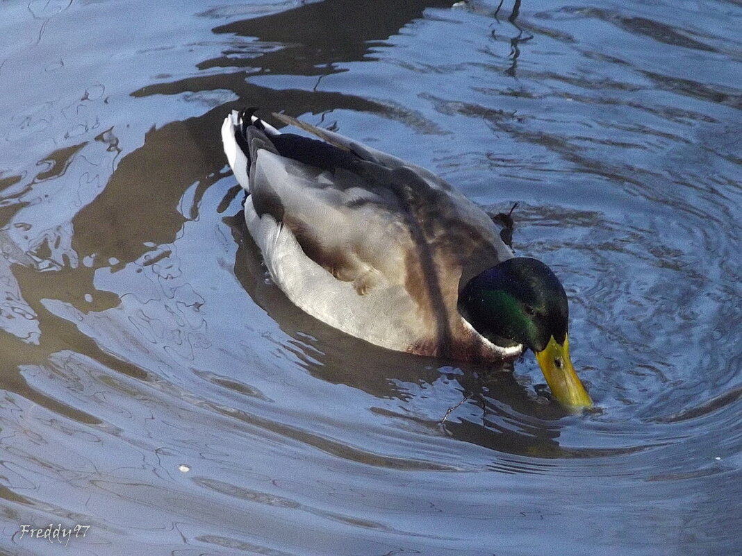 Поймал! - Freddy 97