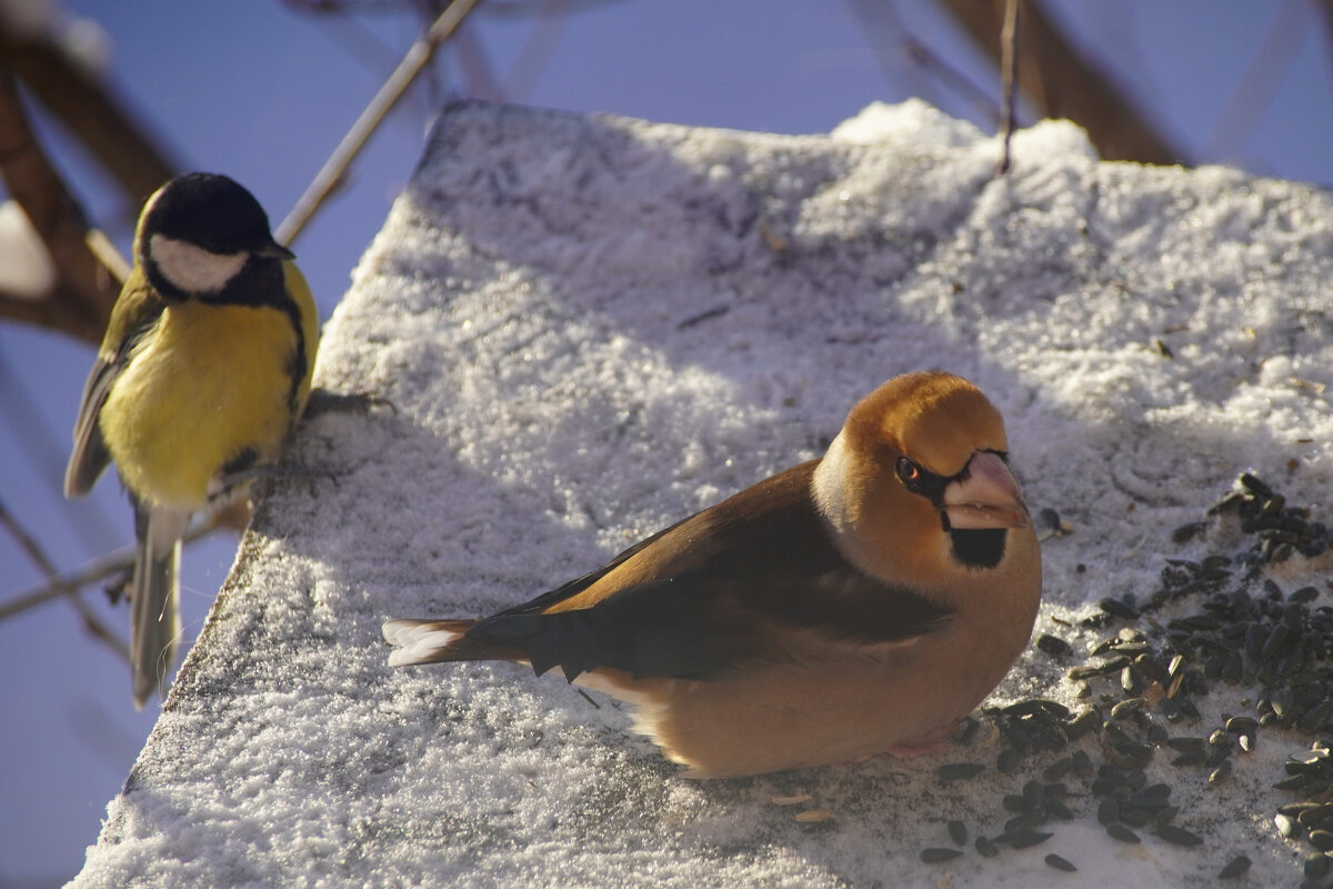 Дубонос и синица - Сергей Ц