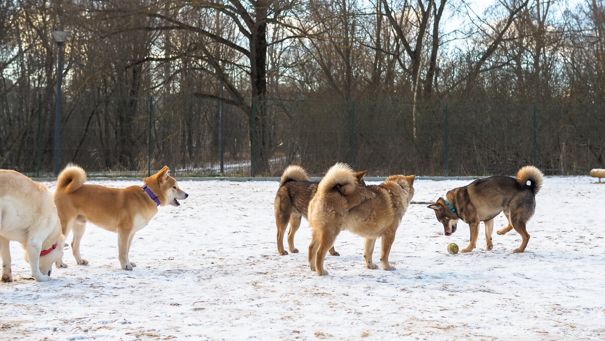 ***** - юрий поляков