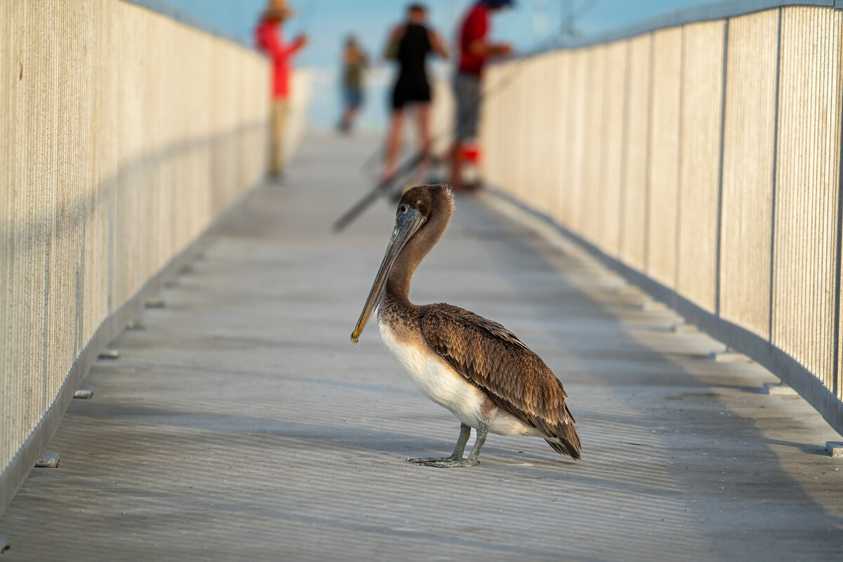 *** - Viktor Makarov