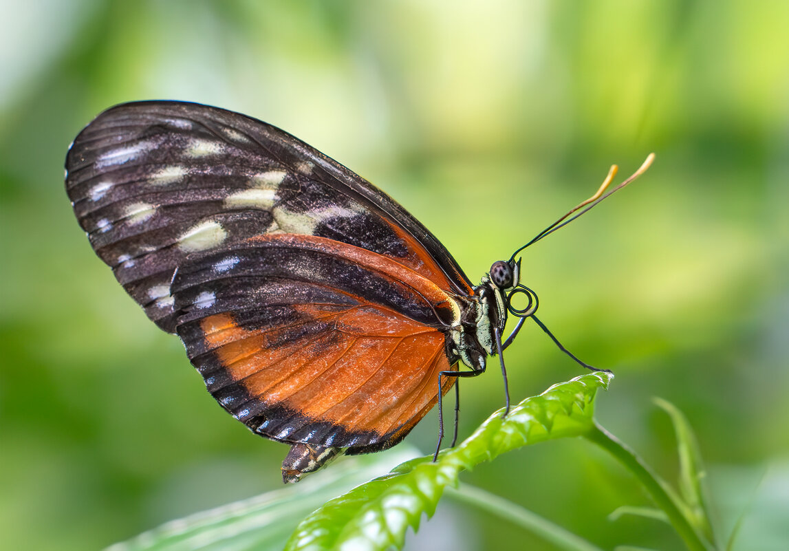 *** - Viktor Makarov