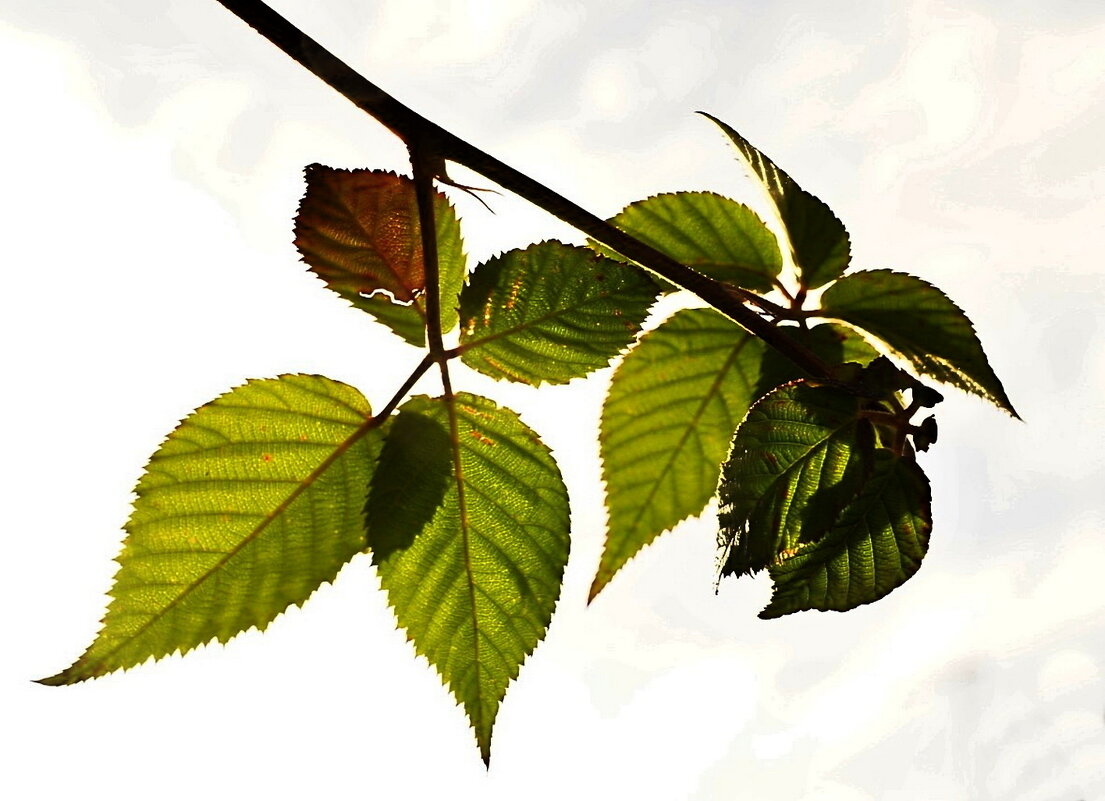 на фоне неба... - Александр Герасенков