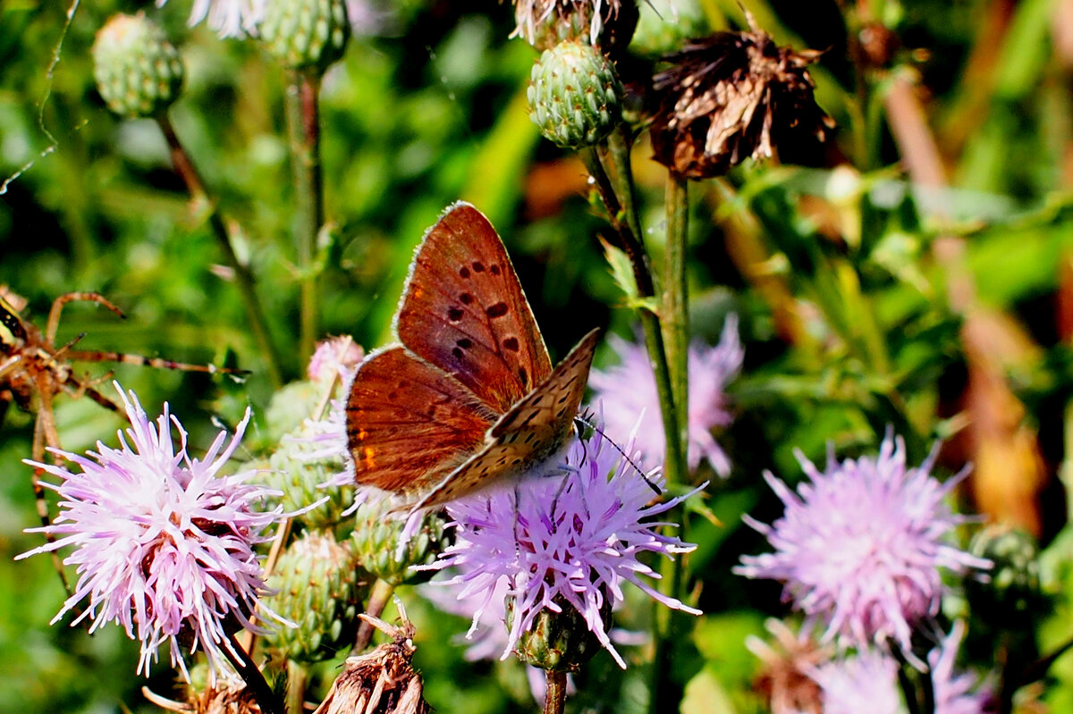 опять про бабочек...221 - Александр Прокудин